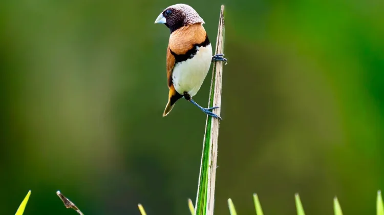 Kecil dan Lincah, Berikut Beberapa Fakta Burung Pipit