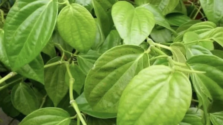 Inilah Manfaatnya Daun Sirih