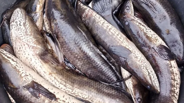 Manfaat Konsumsi Ikan Gabus untuk Penyembuhan Luka