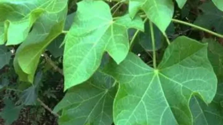 Daun Jarak Ampuh Atasi Batuk Membandel