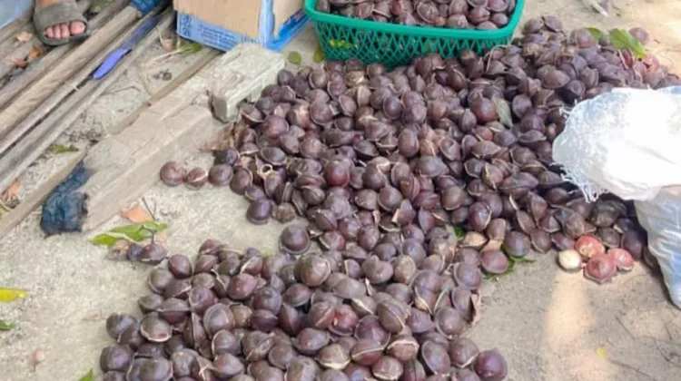 Harga Jengkol di Kaur Anjlok, Petani Keluhkan Pendapatan