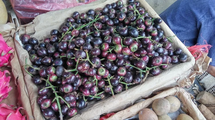Menjelajah Potensi Kesehatan Buah Kupa, Si Ungu Langka Kaya Manfaat