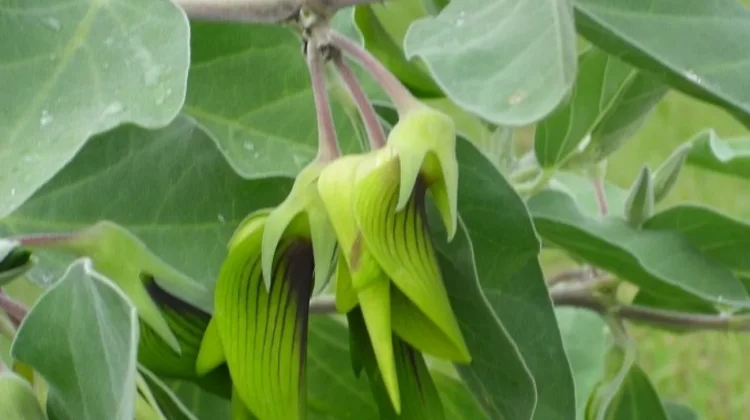 Pesona Green Birdflower, Bunga Unik Mirip Kawanan Burung Mungil