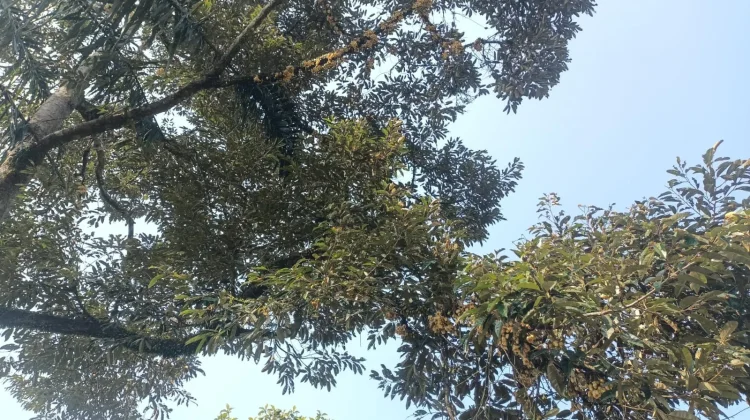 Kemarau Ekstrem Ancam Bunga Durian Petani di Kaur Rontok