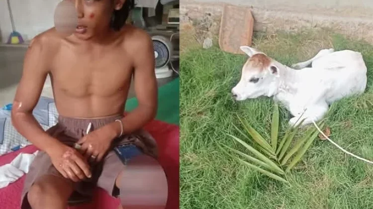 Anak Sapi Tabrak Motor, Pemuda di Maje Alami 20 Jahitan