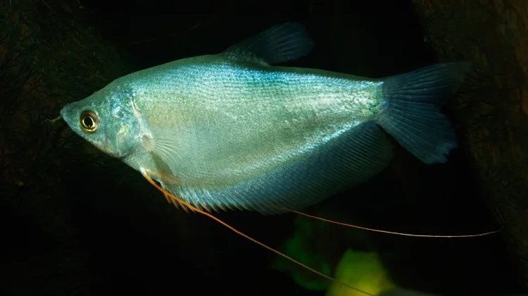 Mengenal Keragaman Ikan Sepat: ternyata Ada Enam Spesies Resmi di Dunia