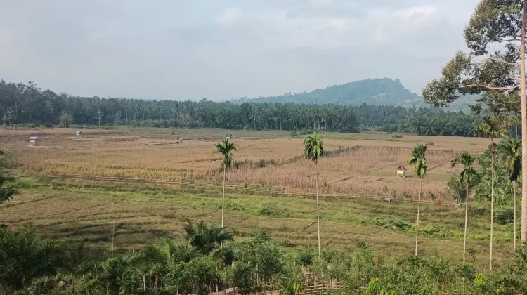 Gagal Panen akibat Kemarau, Petani di Kaur Cemas Kehilangan Penghasilan
