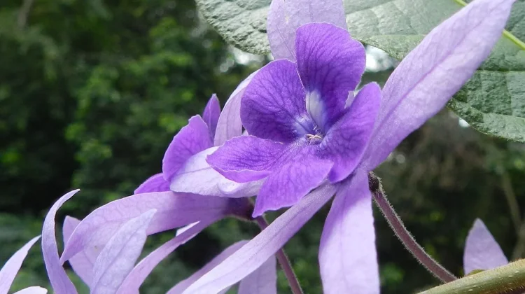 Pesona Petrea Volubilis: Tanaman Merambat Ungu yang Menawan Hati