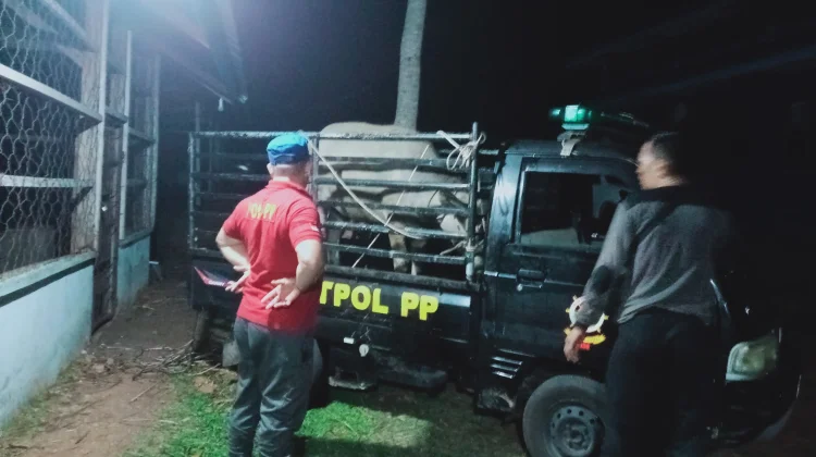 Satpol PP Kaur Gencarkan Razia, Ternak Berkeliaran Mulai Berkurang