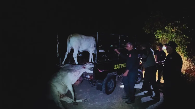 Satpol PP Kaur Amankan Dua Sapi Berkeliaran di Tanjung Besar