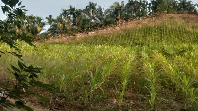 Kemarau Panjang Ganggu Aktivitas Pertanian dan Tekan Daya Beli Masyarakat di Kaur