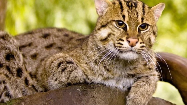 Kucing Bakau, Perenang Unggul Asia yang Kian Terancam Punah