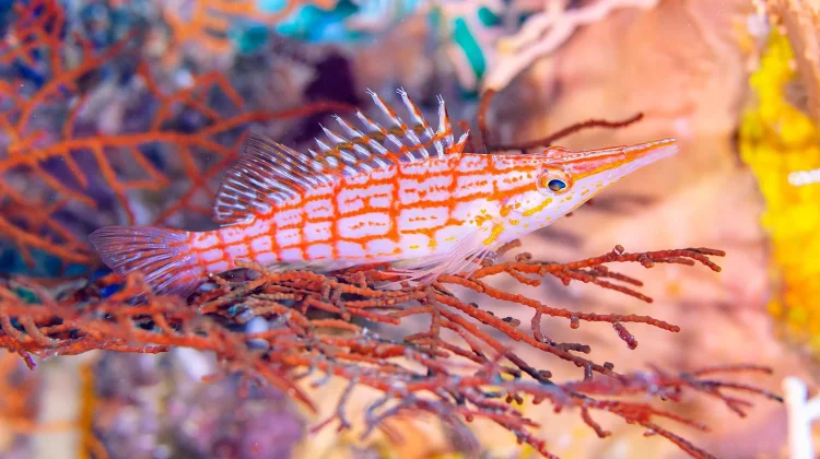 Longnose Hawkfish: Predator Kecil Bermoncong Panjang Penghuni Terumbu Karang