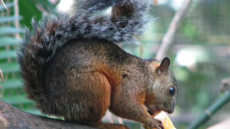 Ancaman di Balik Keindahan Variegated Squirrel, Tupai Pembunuh Manusia