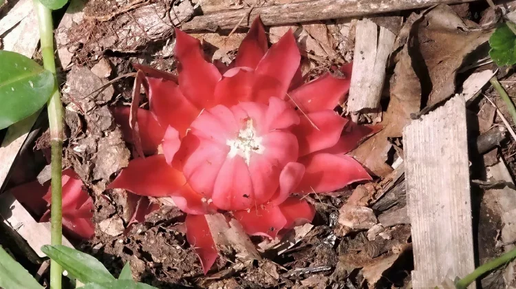 Keajaiban Flora Afrika: Bunga Api Tanah yang Meletup di Hutan Tropis