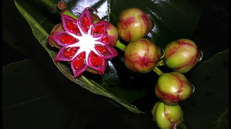 Fakta Menarik Simpoh Air: Tanaman Tropis dengan Buah Unik Berbentuk Bintang