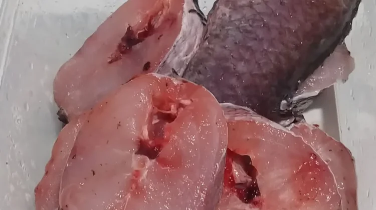 Benarkah Ikan Gabus Dapat Membantu Mempercepat Penyembuhan Luka Pasca Operasi?