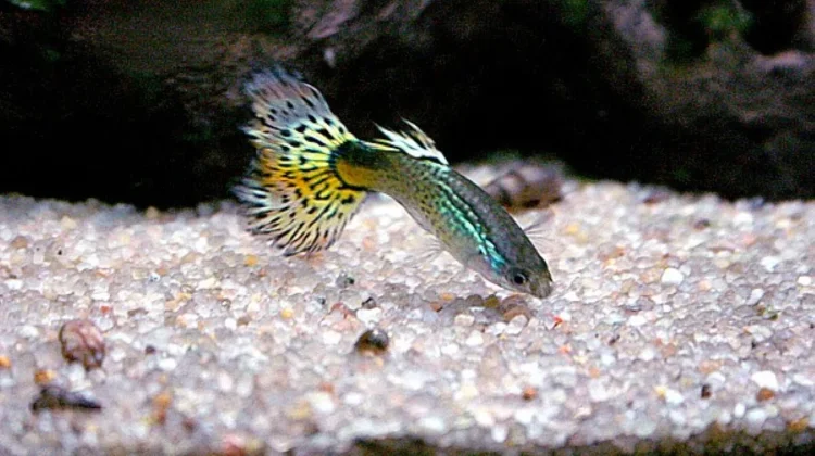 Jangan Lakukan Ini! Kesalahan Sepele yang Bikin Ikan Guppy Mati Mendadak
