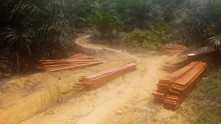 Babinsa Koramil Kaur Utara Monitoring Pembangunan Jembatan Gantung
