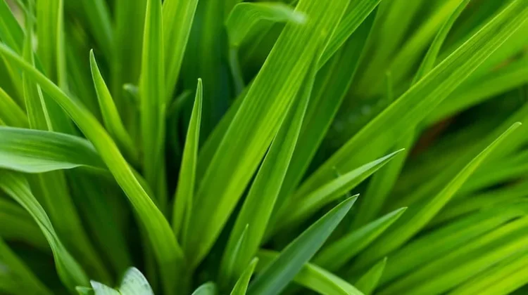Olah Daun Pandan Jadi Teh Herbal Penenang dan Penguat Tidur