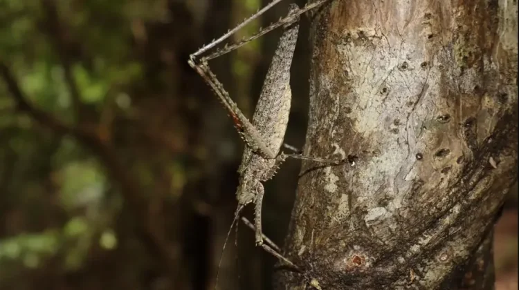 Spiny Rainforest Katydid, Serangga Berduri Penyamar Handal Hutan Hujan