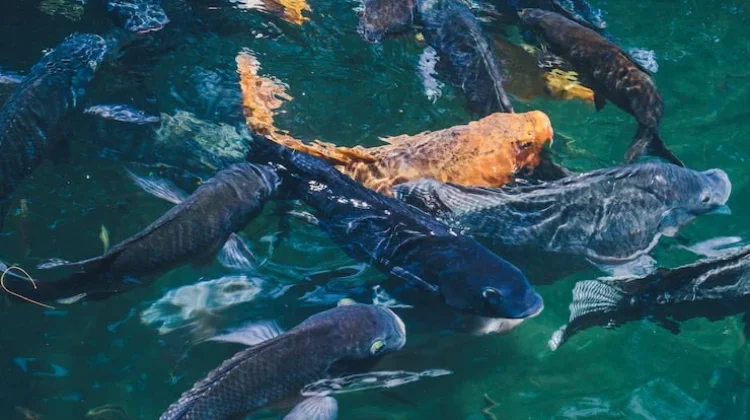 Penggunaan Bioflok pada Budidaya Ikan Nila