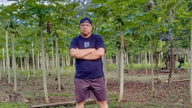 Tips Merawat Tanaman Pepaya di Musim Kemarau Ala Pembudidaya Pepaya Sukses di Kaur
