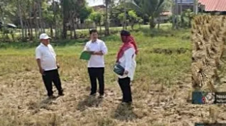 Hujan Mulai Turun Petani Belum Berani Garap Sawah