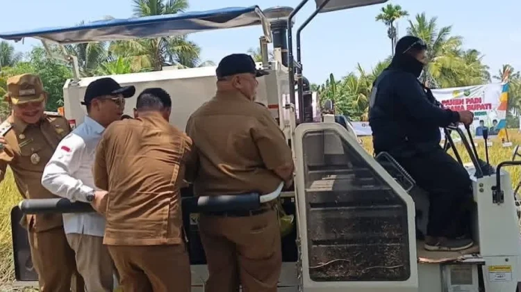 Bupati Bengkulu Selatan Panen Raya Padi Perkuat Seginim dan Air Nipis Lumbung Padi