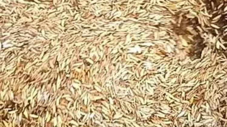 Pemanfaatan Abu Sekam Padi untuk Briket