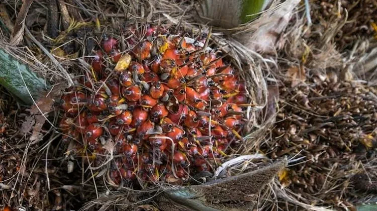 Pengolahan Limbah Cair Kelapa Sawit Menjadi Biogas