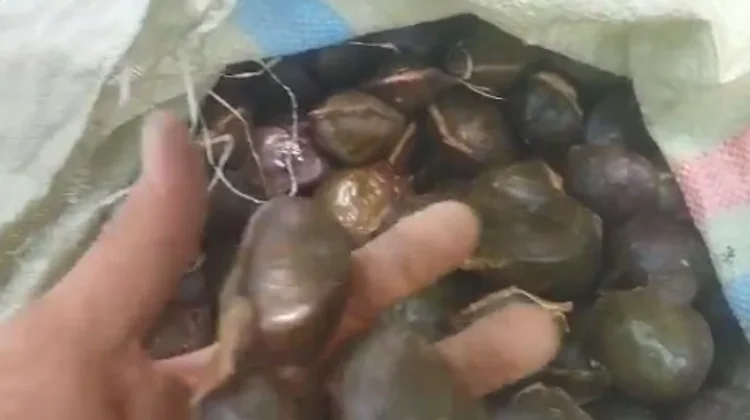 Masyarakat Kaur Keluhkan Harga Jengkol Murah