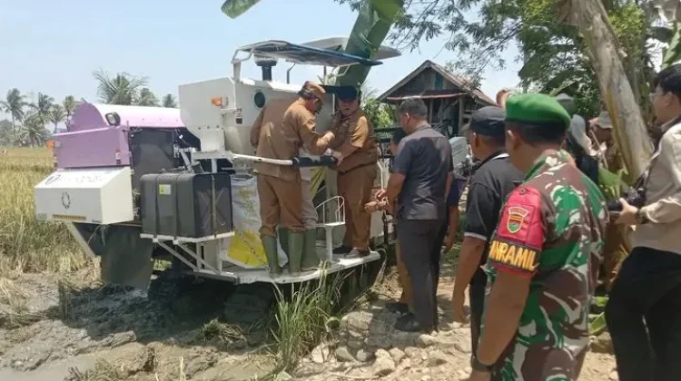 Danramil Manna Hadiri Panen Padi Bersama di Seginim