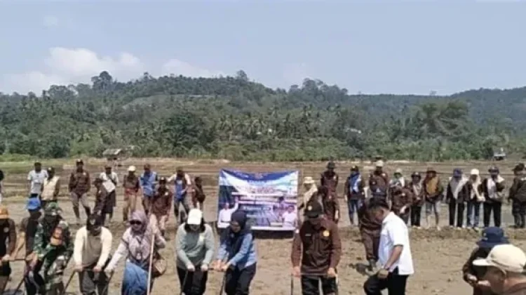 Babinsa Koramil Kaur tengah Hadiri Tanam Padi Serentak