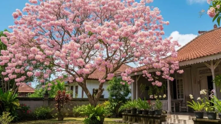 Sering Dikira Sakura Jepang, Ini Asal-usul Tabebuya yang Viral di Kalimantan Timur