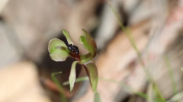 Keunikan Dainty Bird Orchid, Anggrek Mungil Pemikat Tawon Asal Australia