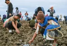 Mengenal Festival Bau Nyale 2026