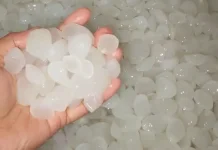 Kolang Kaling Buah Pohon Aren Kaya Manfaat