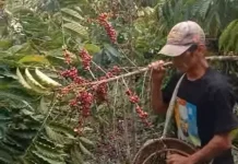 Awal Musim Panen Kopi di Kaur Bertepatan dengan Bulan Ramadhan 1447 H