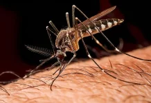 Mengenal Gejala dan Pencegahan Penyakit Malaria