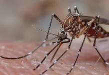 Cara Alami Mengusir Nyamuk dengan Bahan Rumahan