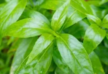 Resep Kombinasi Herbal Penawar Pahit Sambiloto