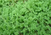 Budidaya Azolla Pakan Alami Berkualitas untuk Ternak dan Ikan