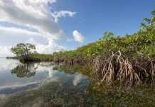 Beberapa Manfaat Hutan Bakau bagi Kehidupan