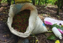 Petani Kopi Kaur Harapkan Harga Kopi Kembali Tinggi