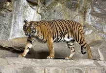 Mengenal lebih Dekat Harimau Sumatera