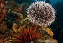 Apa itu Hewan Bulu Babi?