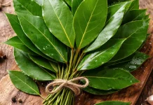 Daun Salam: Bumbu Dapur Sederhana dengan Banyak Manfaat