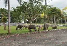 Lima Sapi Perusak Kebun Jagung Diamankan Warga”
