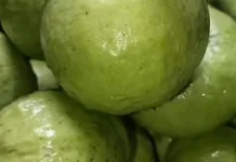 Manfaat Konsumsi Jambu Kristal